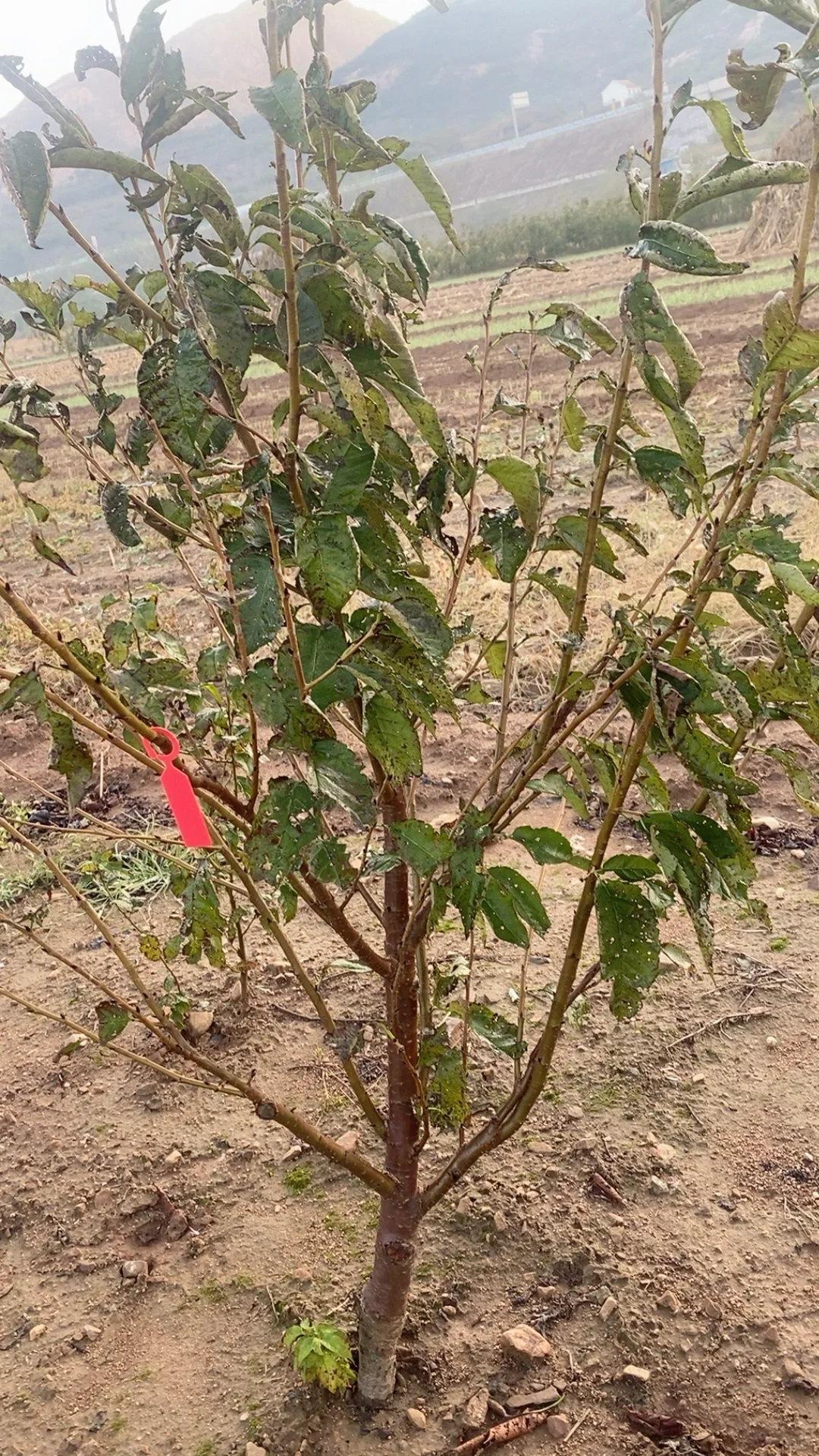 五公分左右的小樱桃树今早挖几棵。