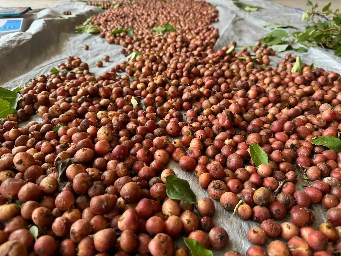 不想在大城市当牛马的我，选择回村种野地瓜