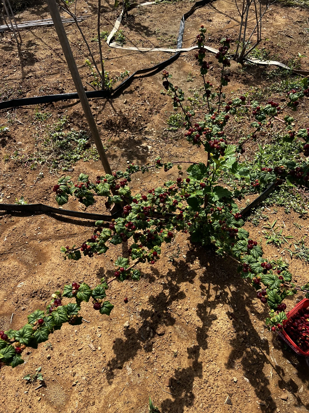 这苗子太懂事了 根根挂满啊 对版红梅树莓苗