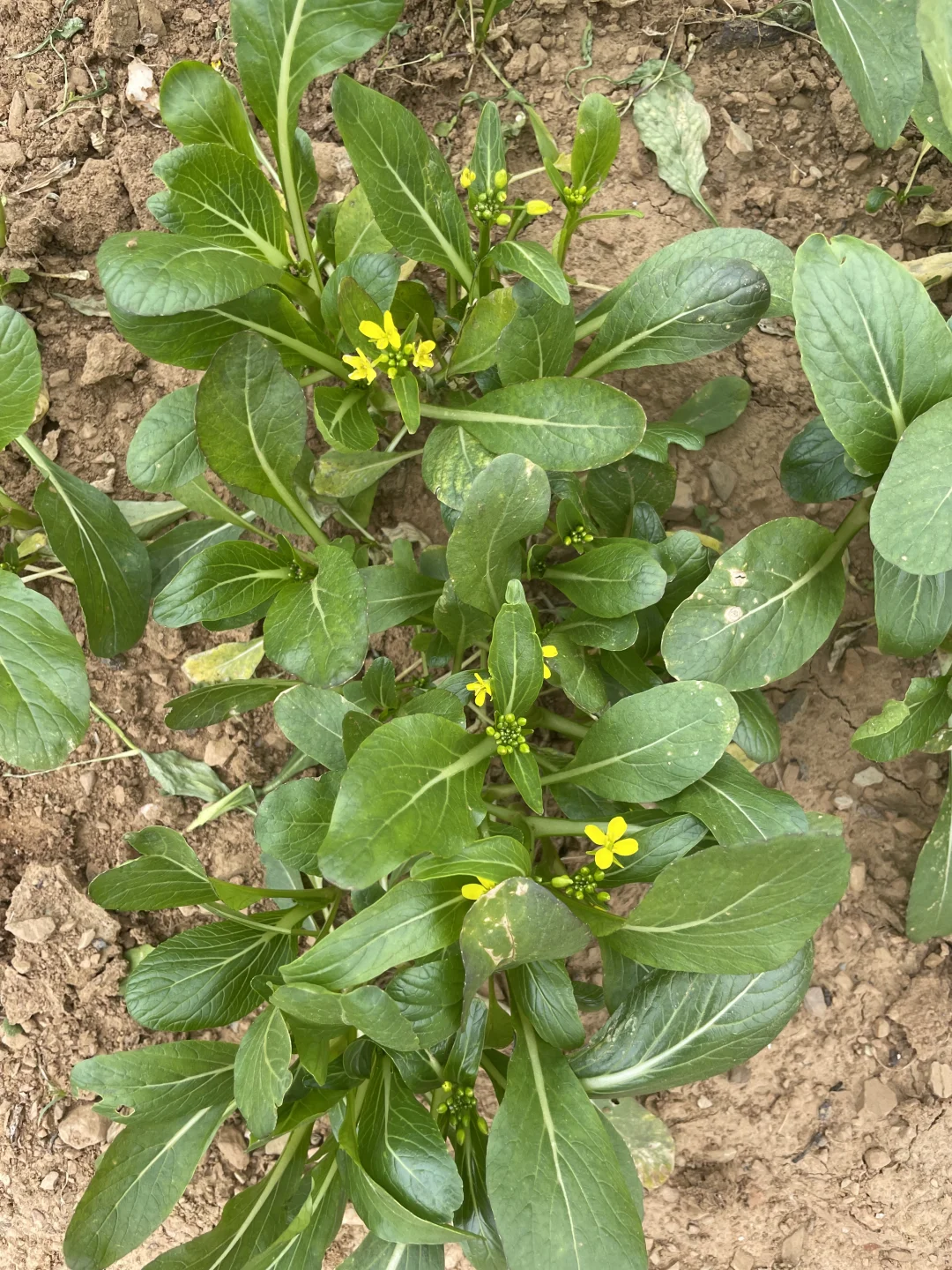 深秋的菜园子！