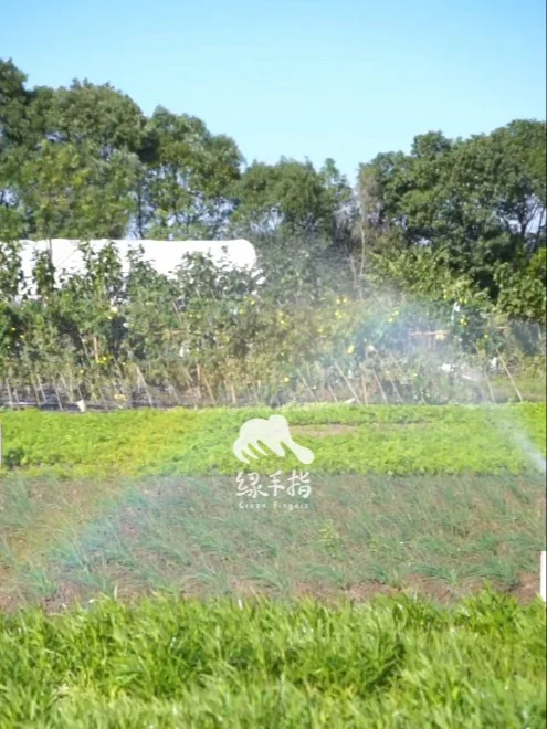 农场菜菜丰产预报