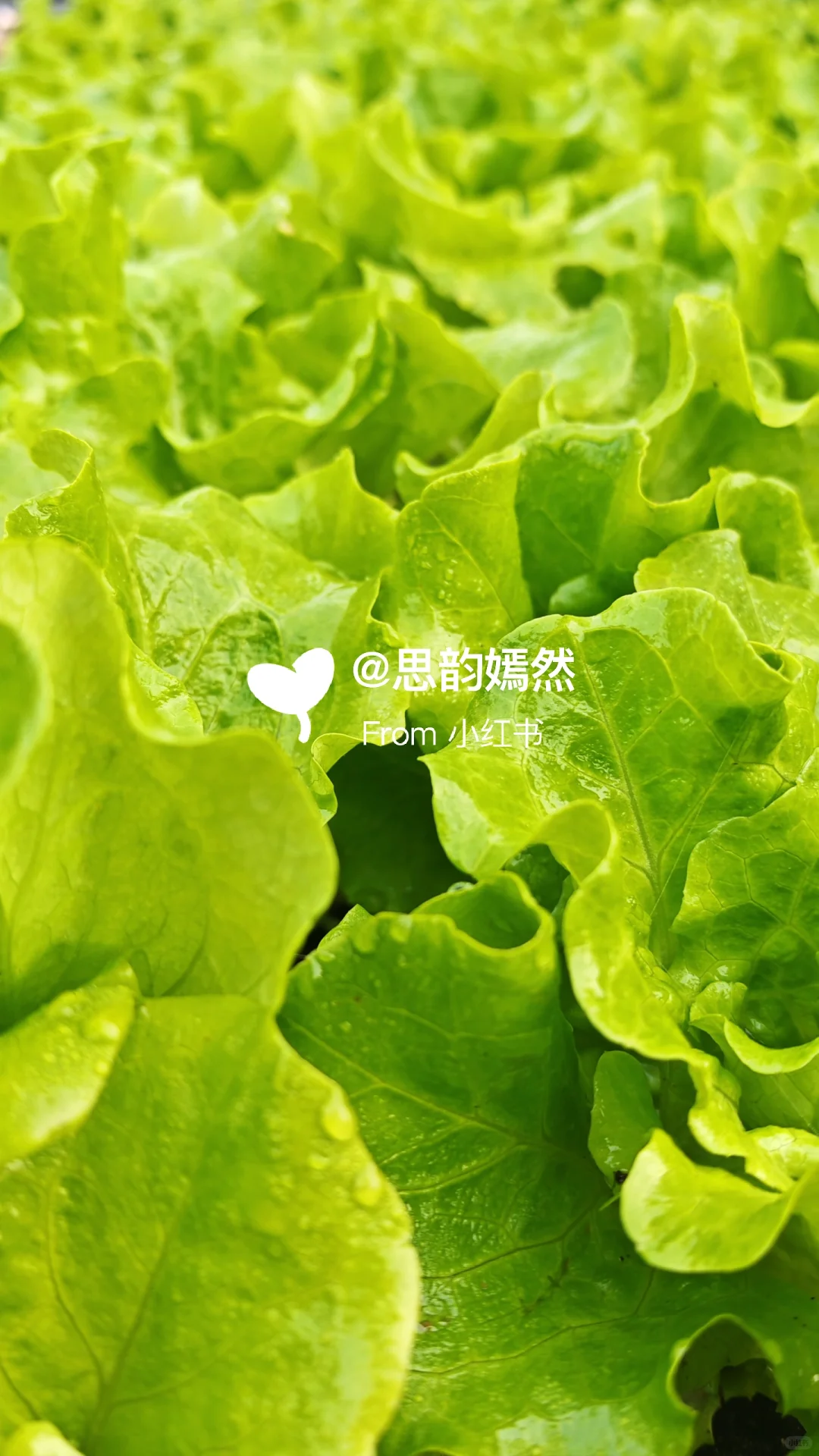 ??德国冬季蔬菜种植与暖棚的使用