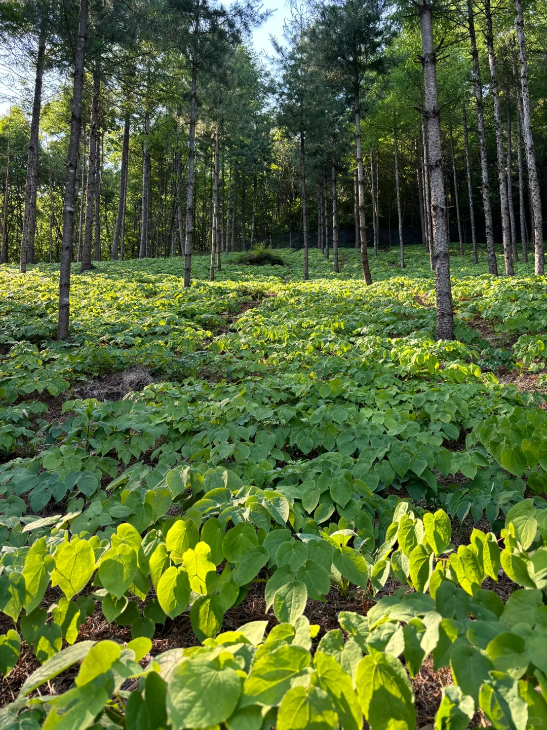 百分之九十的人不知道这个是啥