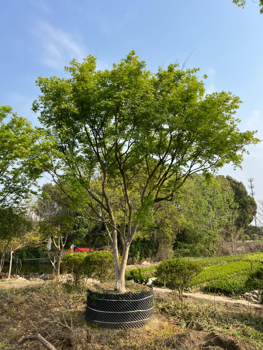 丛生鸡爪槭大量