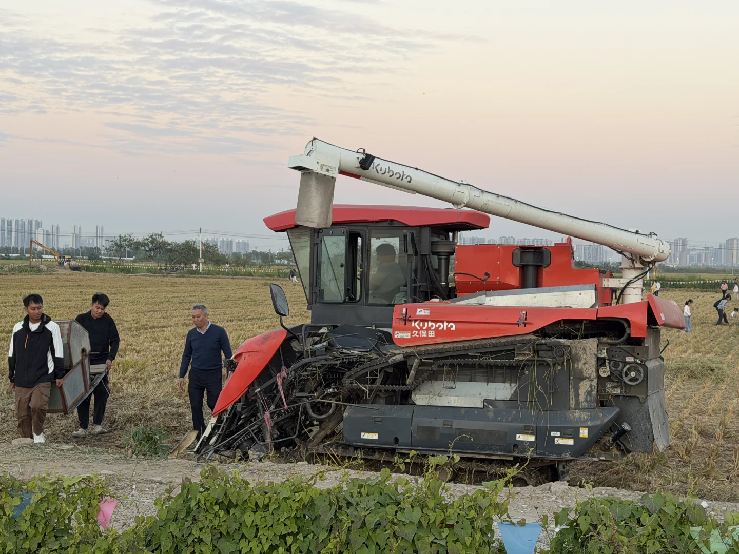 ? 晚稻割禾，又见久保田