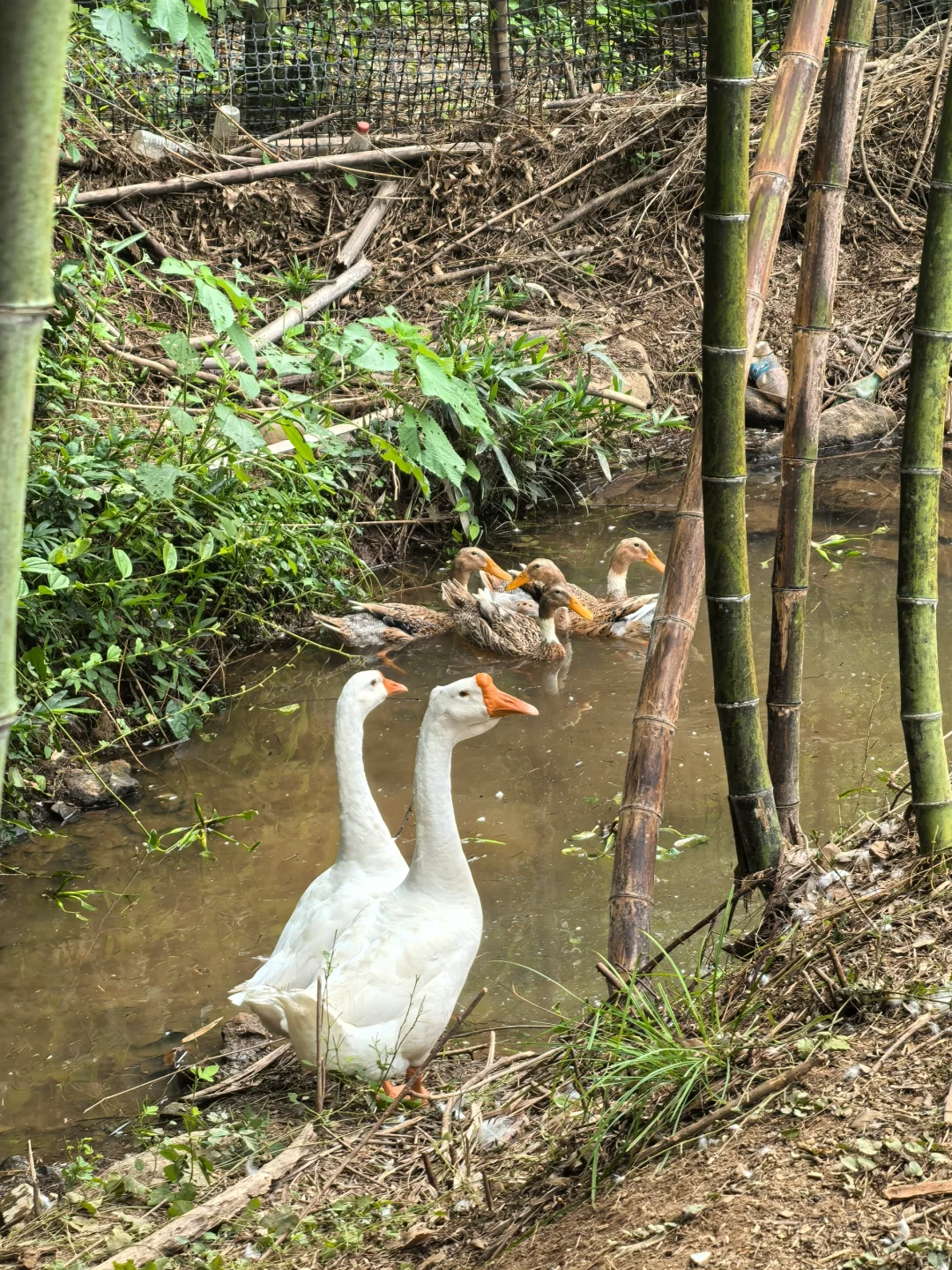 建一个小型农场需要多少费用？
