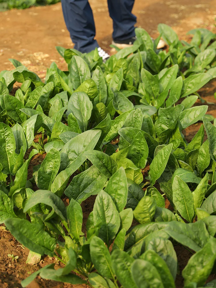 11月种这”越冬四宝”菜，阳台菜园绿意盎然