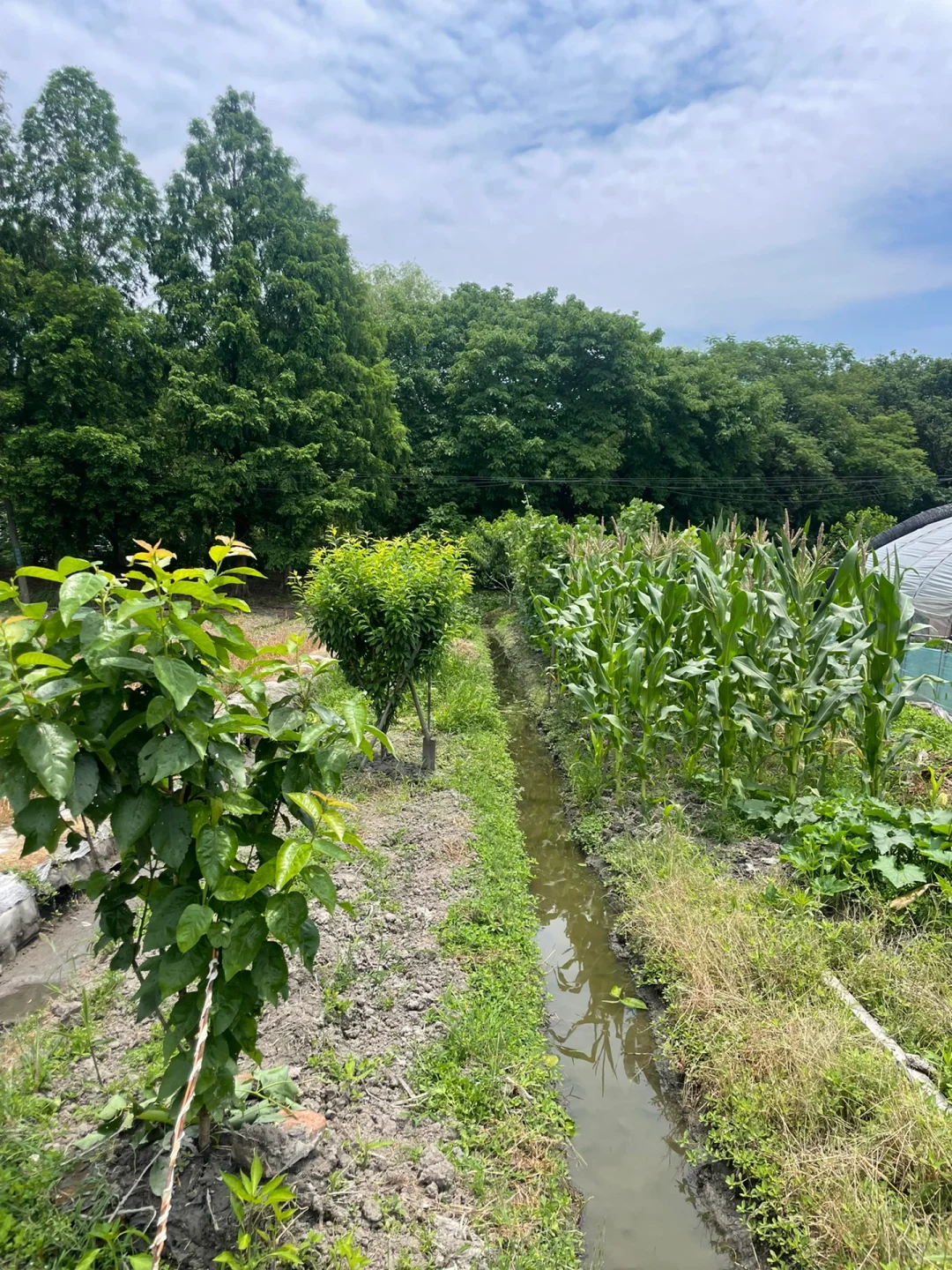 去年冬天买的果树苗都长大了