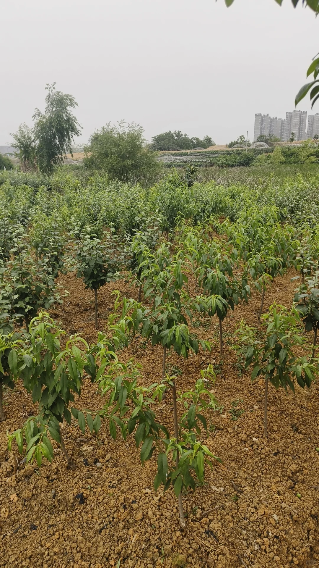 成都市龙泉驿区果树苗圃基地