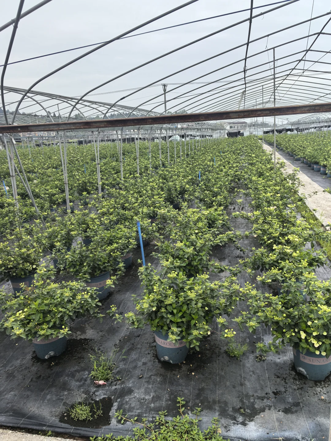 各种绣球、月季