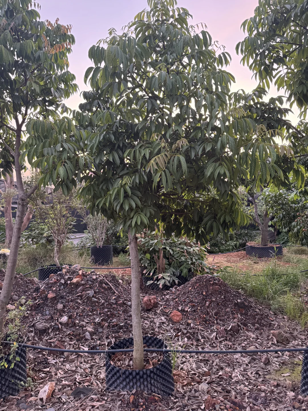 绿化树苗木园林