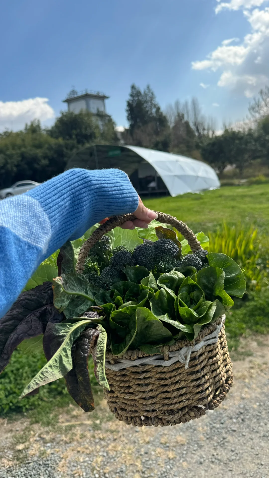 没错，就这箱蔬菜，被领导夸我是送礼小能手的