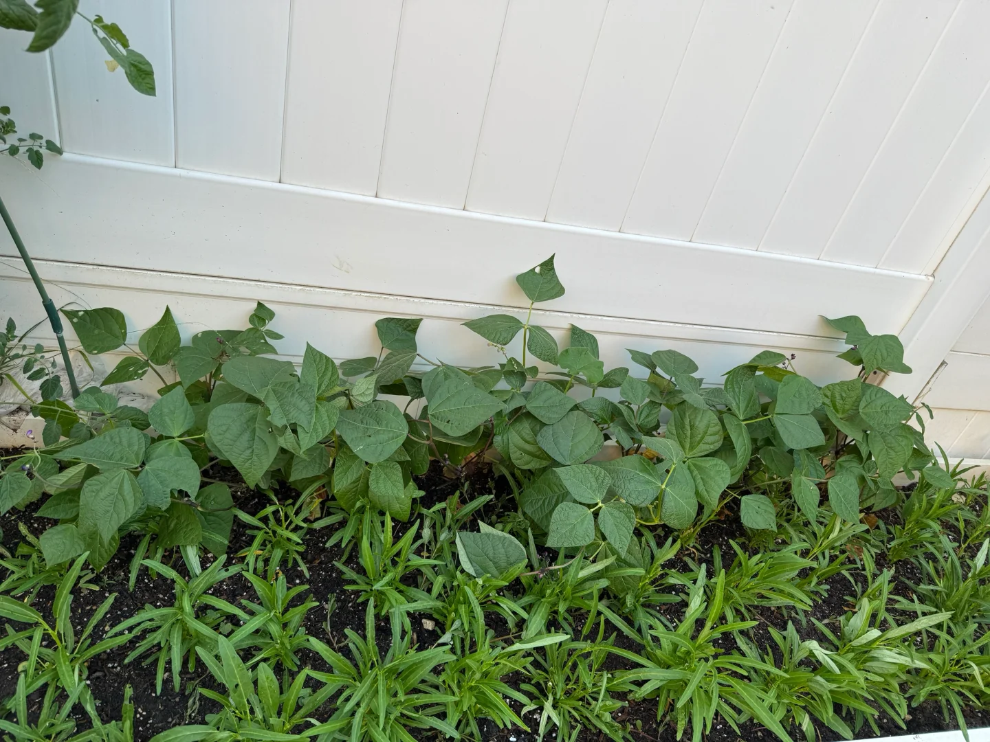 小小菜园 种满蔬果