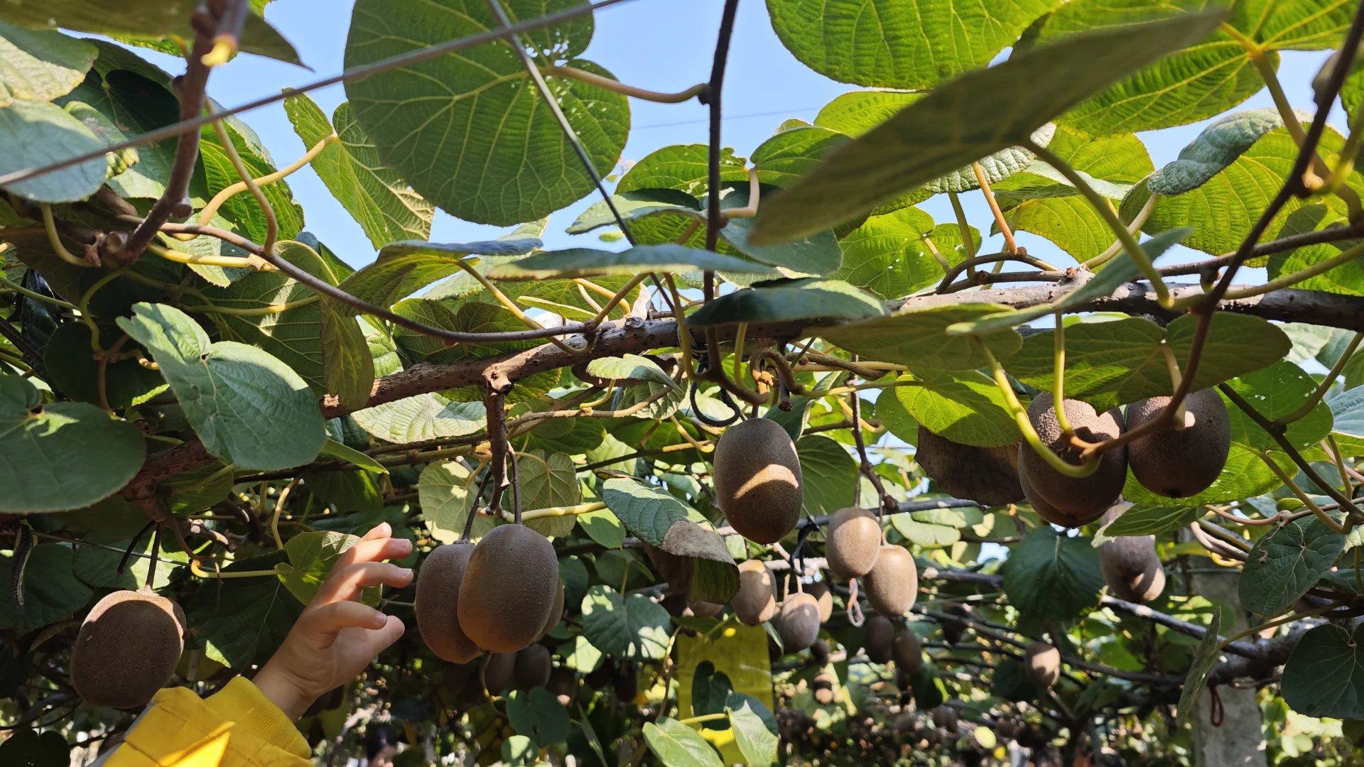 常州新农村猕猴桃采摘