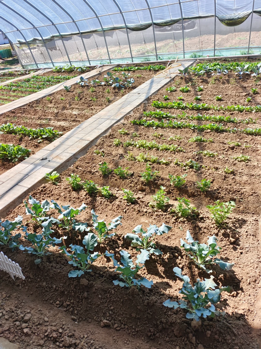 新农人如何让六亩地月入十万