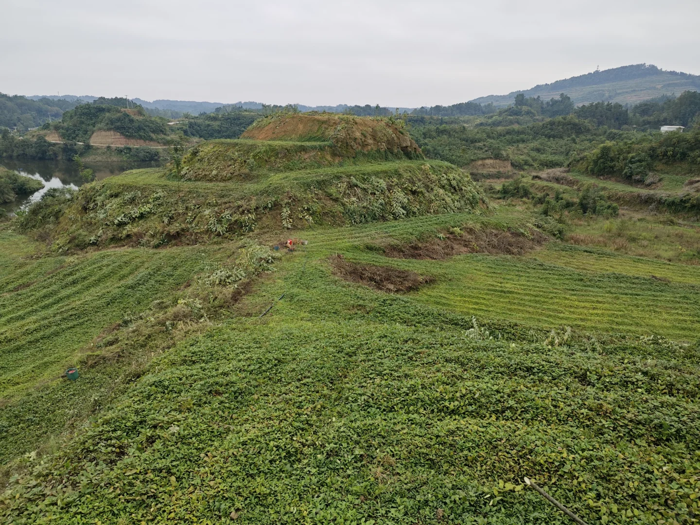 不想在大城市当牛马的我，选择回村种野地瓜