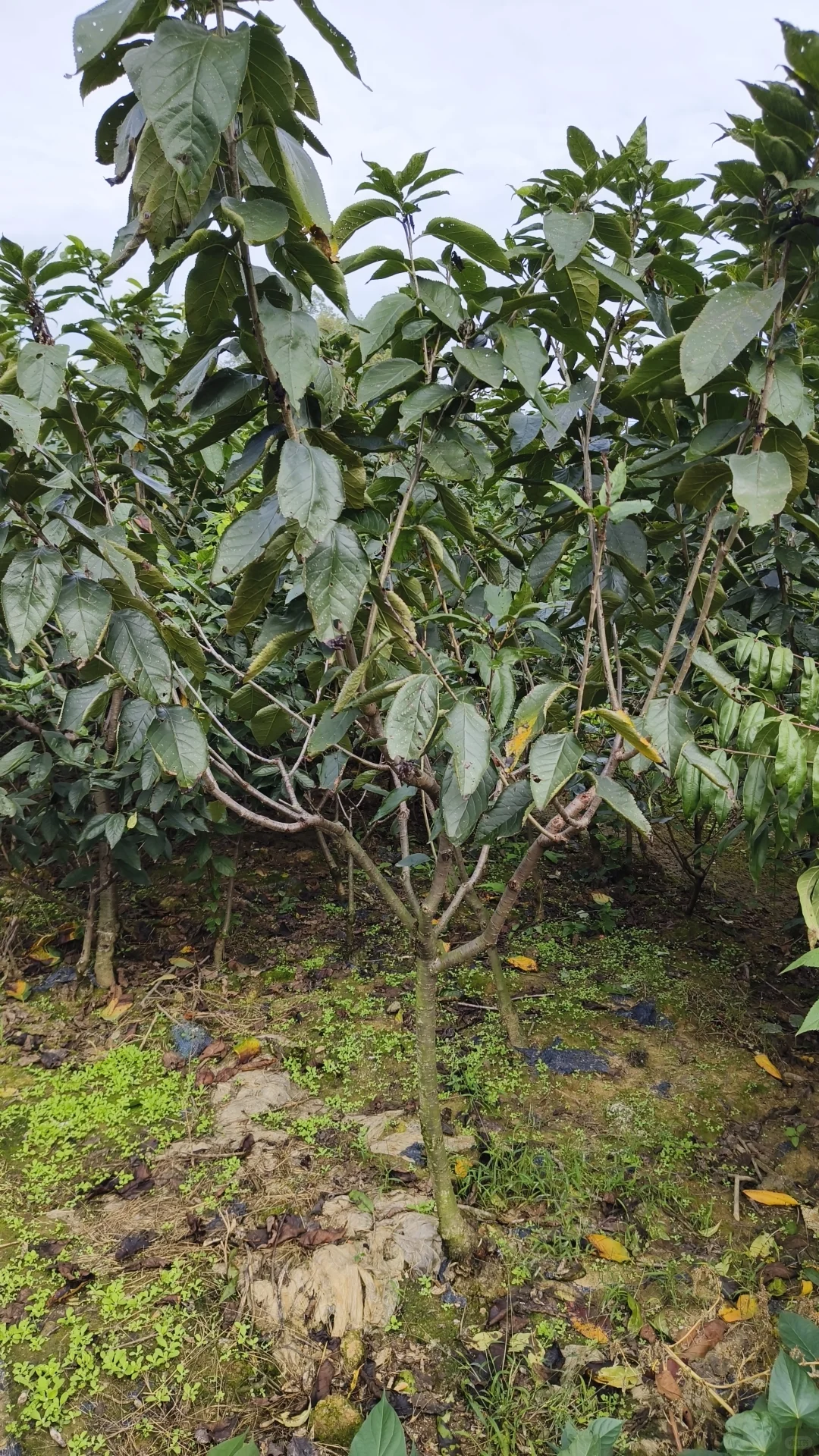 提供各种新品种果树苗总有一种适合您