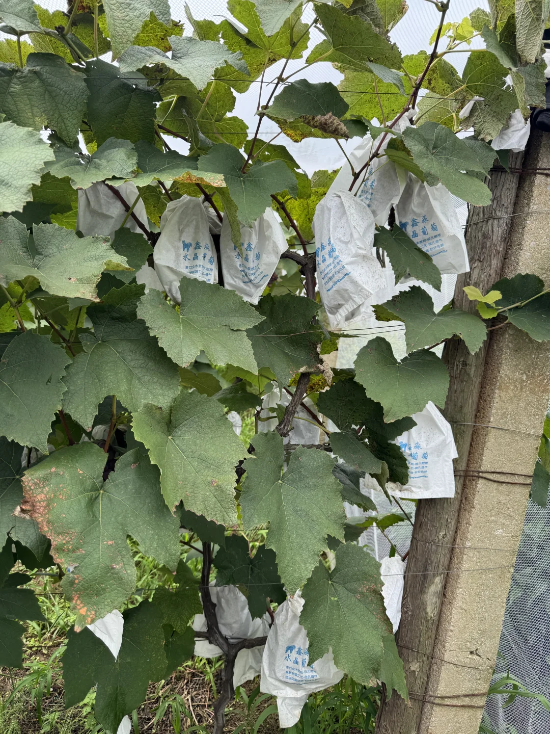 爷爷不会卖?只知道怎么种好葡萄10多块一箱