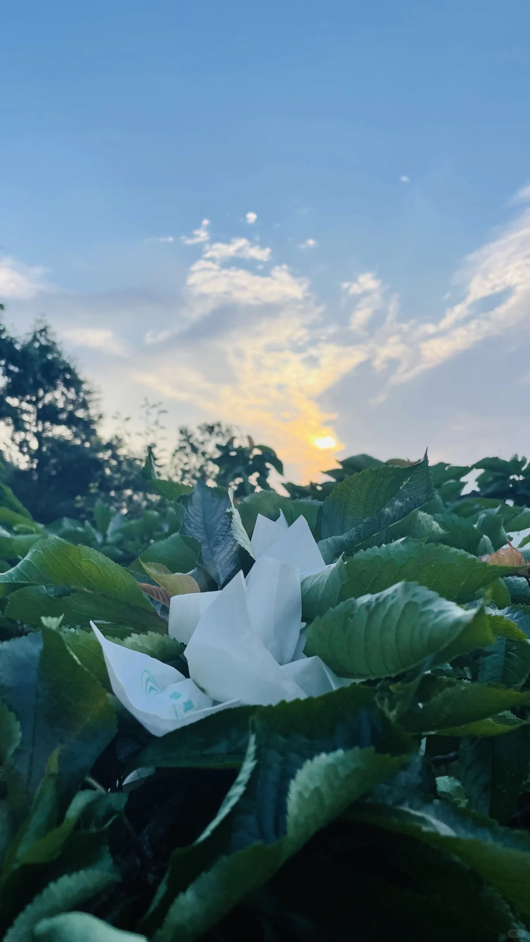 我就不理解 那些卖假车厘子树苗的良心何在