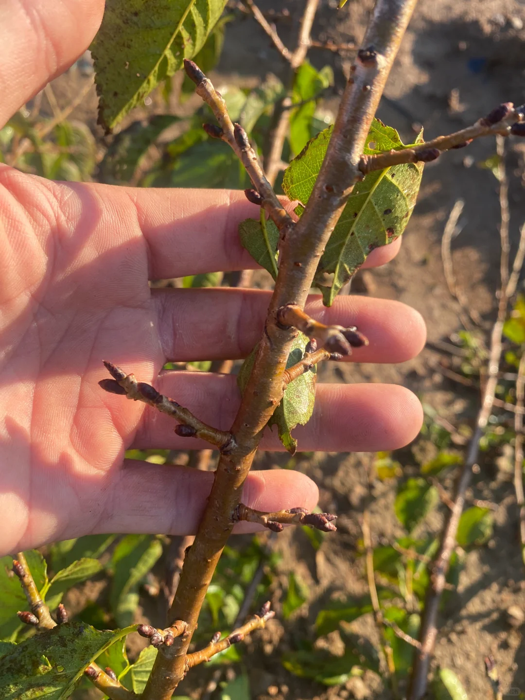 五公分左右的小樱桃树今早挖几棵。