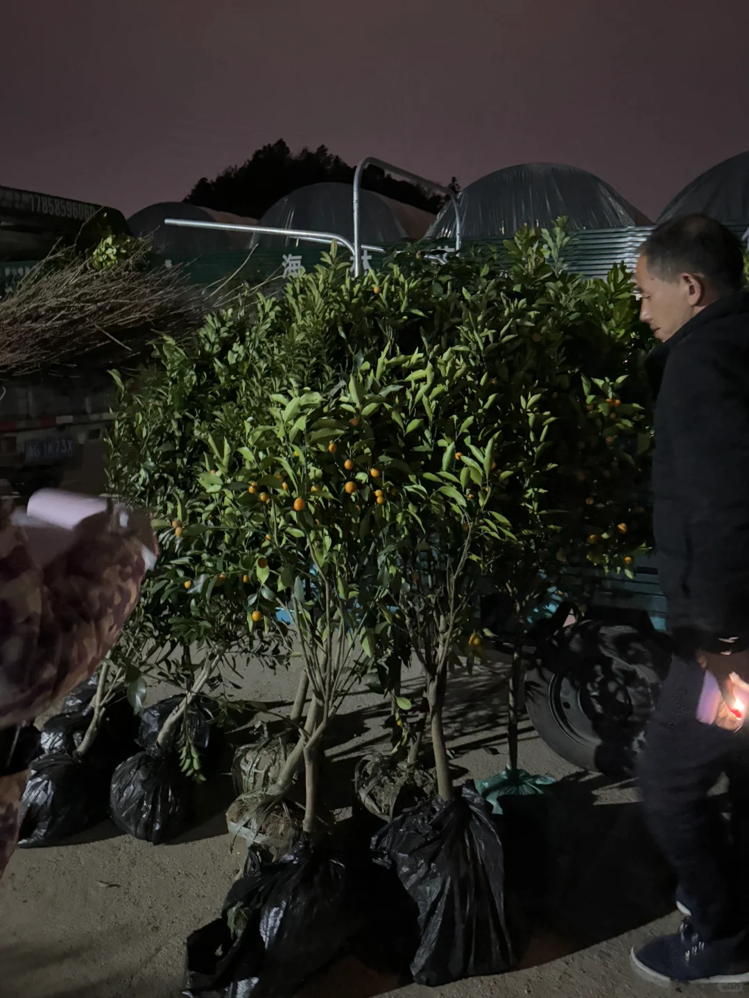 两天一更新? 苗木批发 ???