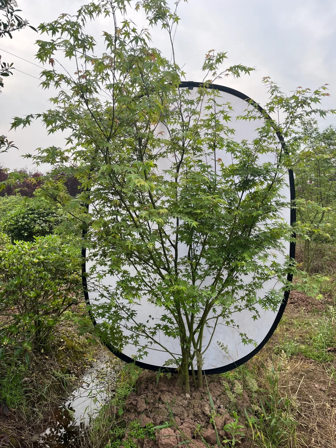 丛生鸡爪槭现状