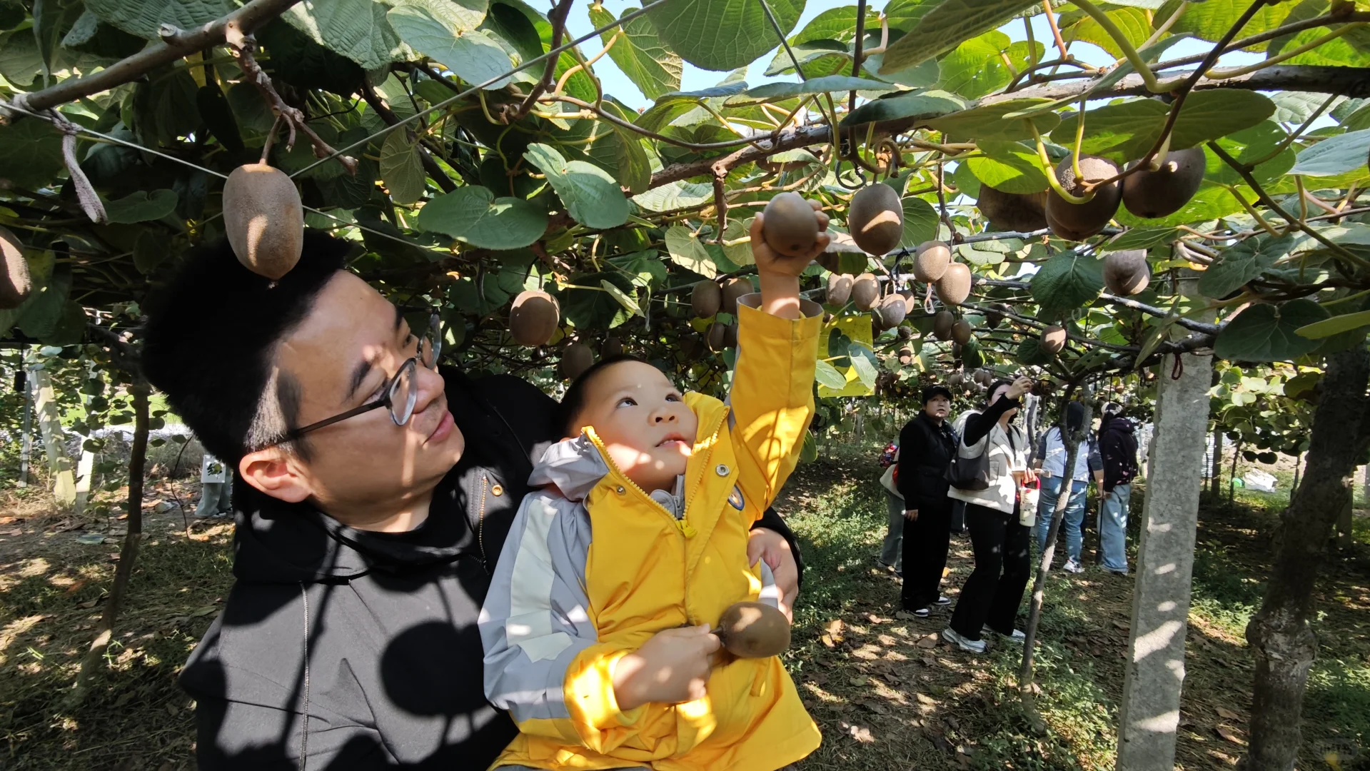 常州新农村猕猴桃采摘