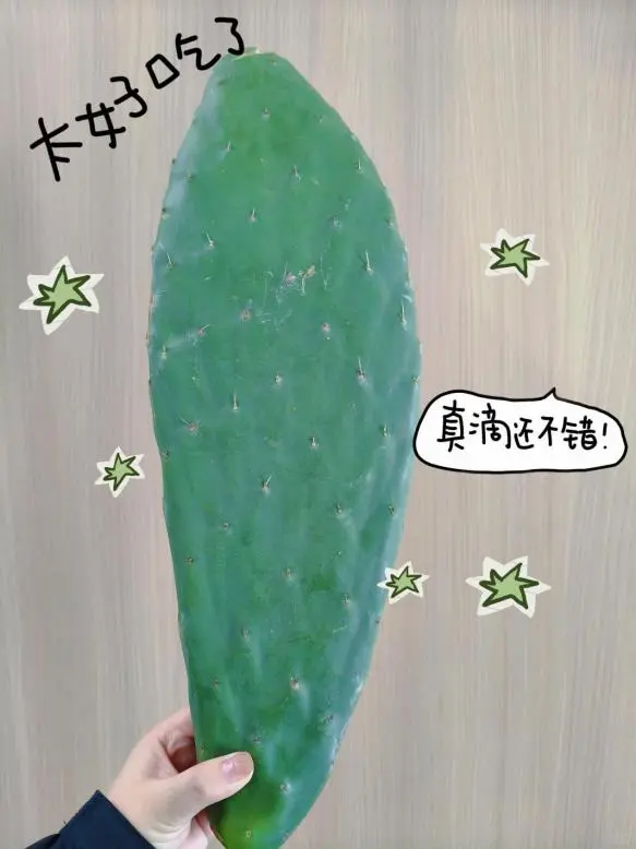 仙人掌居然是火锅解腻王?