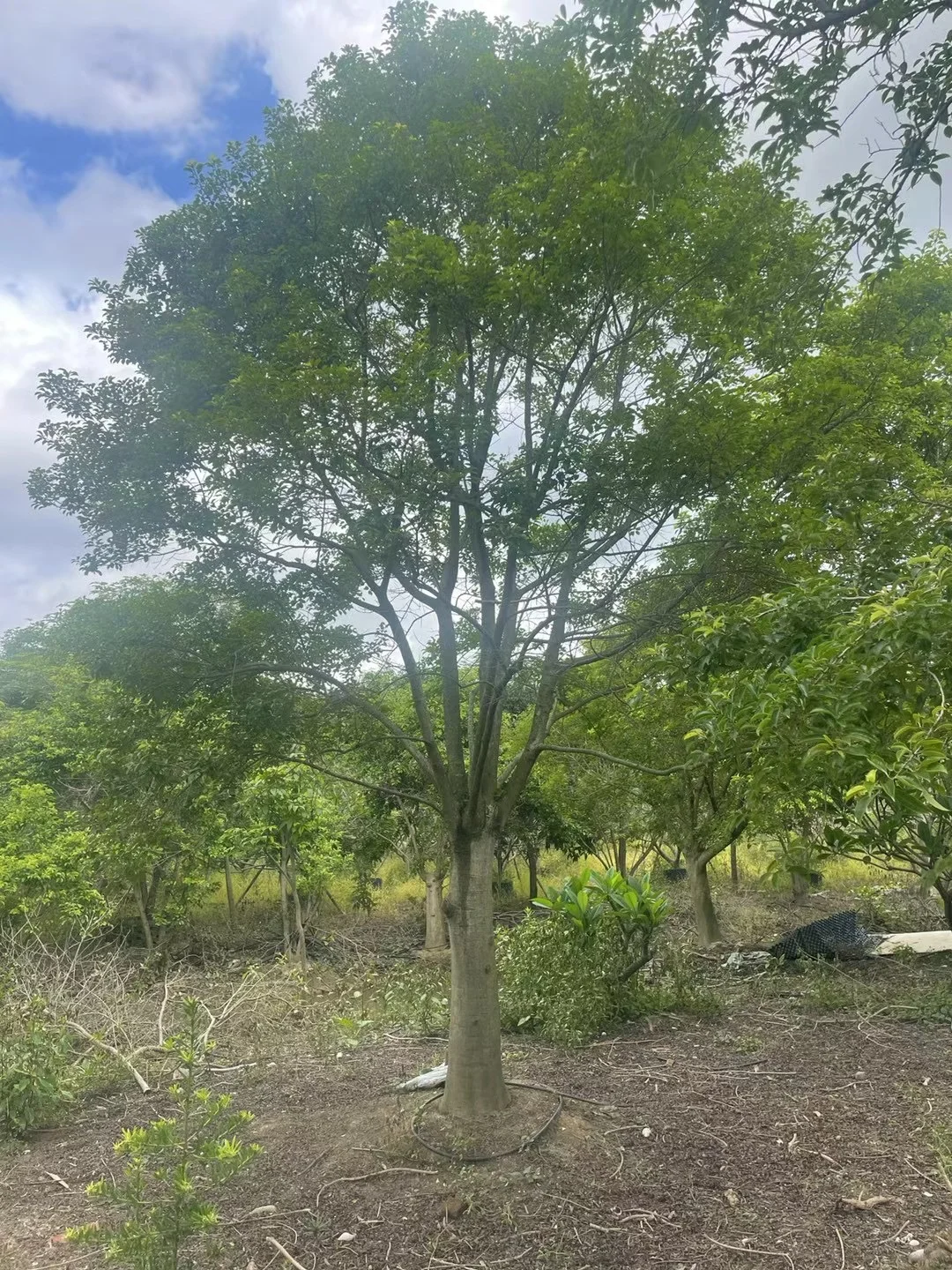 ?【中山园林树苗清仓大甩卖！捡漏速来！！！】