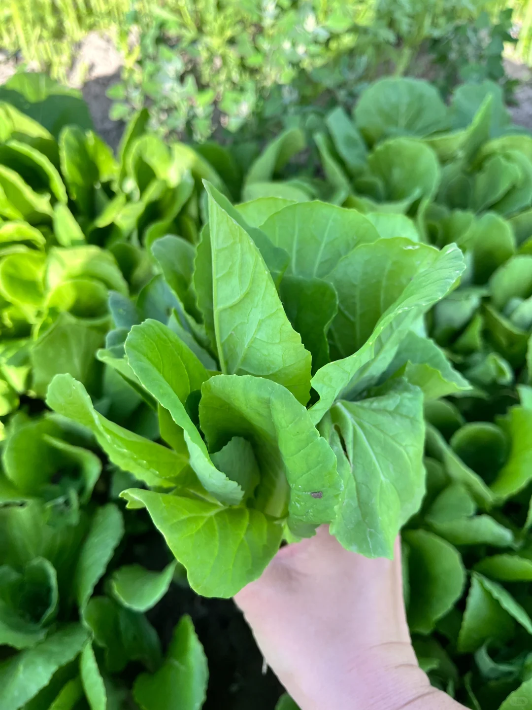 ?自驾30分钟！带娃采摘的好地方又被我发现