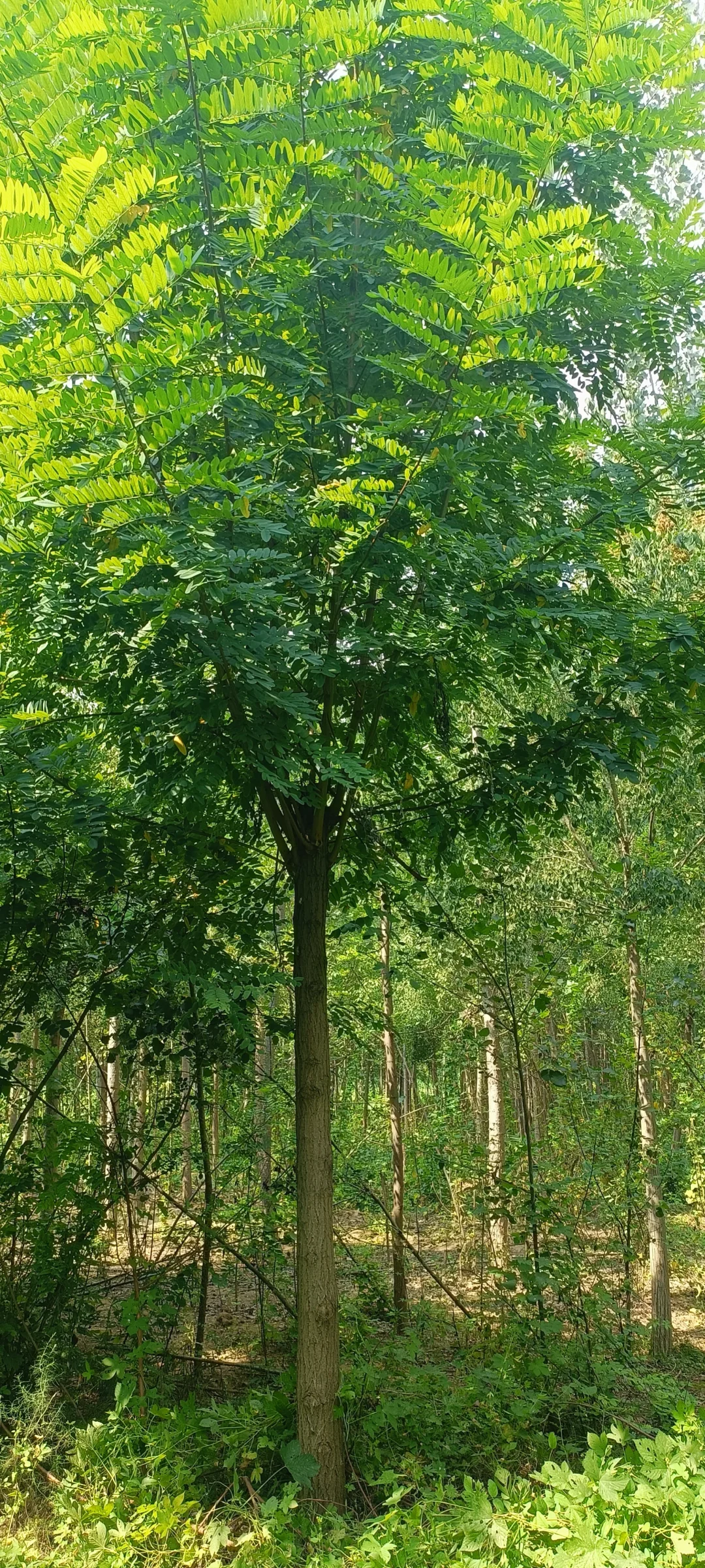 千亩绿化树，绿化苗木