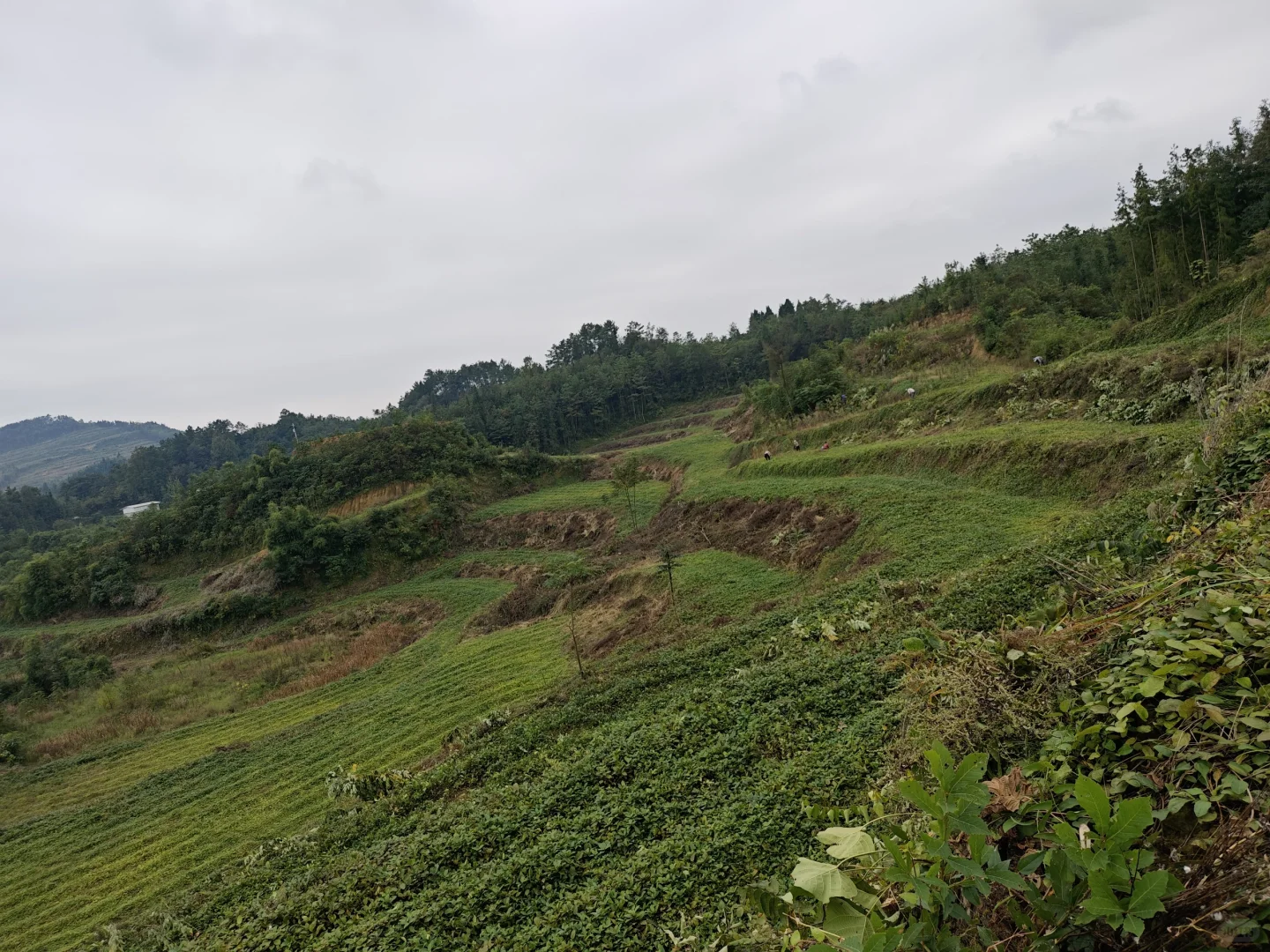 不想在大城市当牛马的我，选择回村种野地瓜
