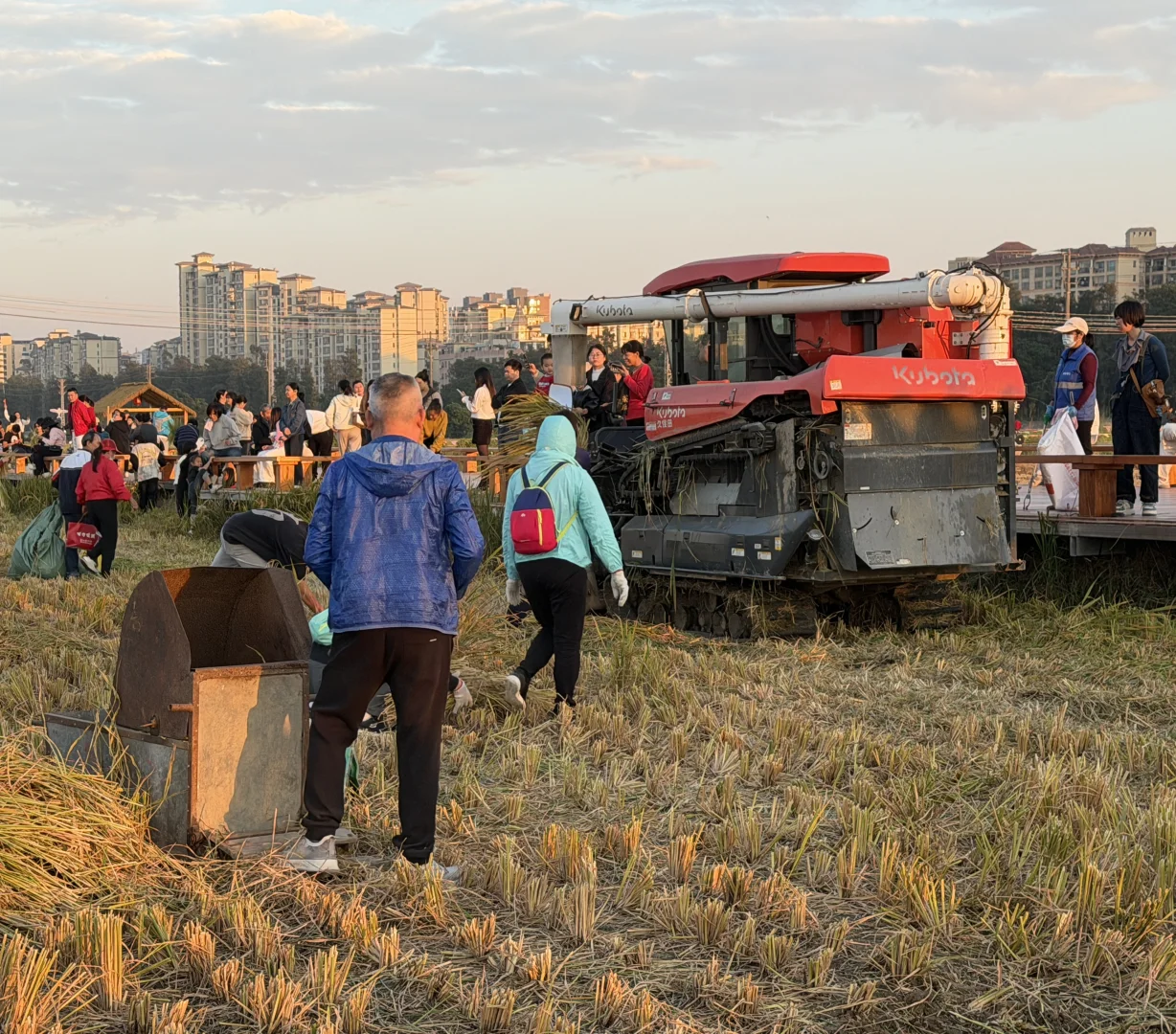 ? 晚稻割禾，又见久保田