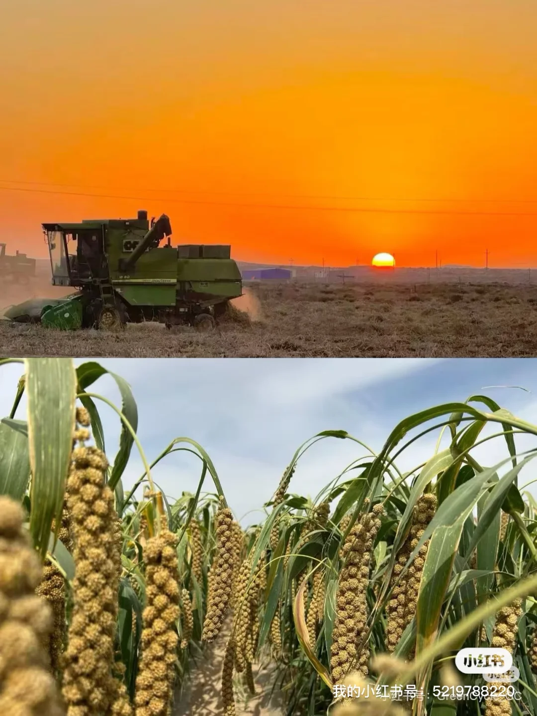 来循环市集吃来自沙漠的小米！