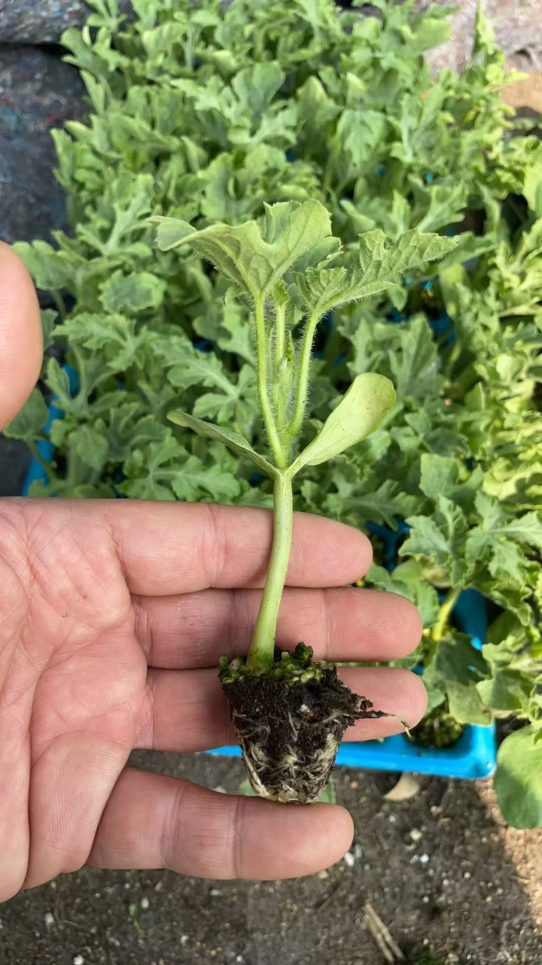 合集⭐蔬菜苗6.8?到手6株‼️58个品种可选✅