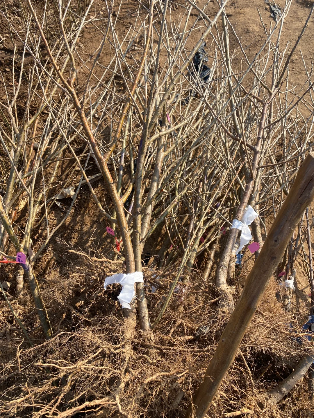 给朋友们挖的樱桃树苗。