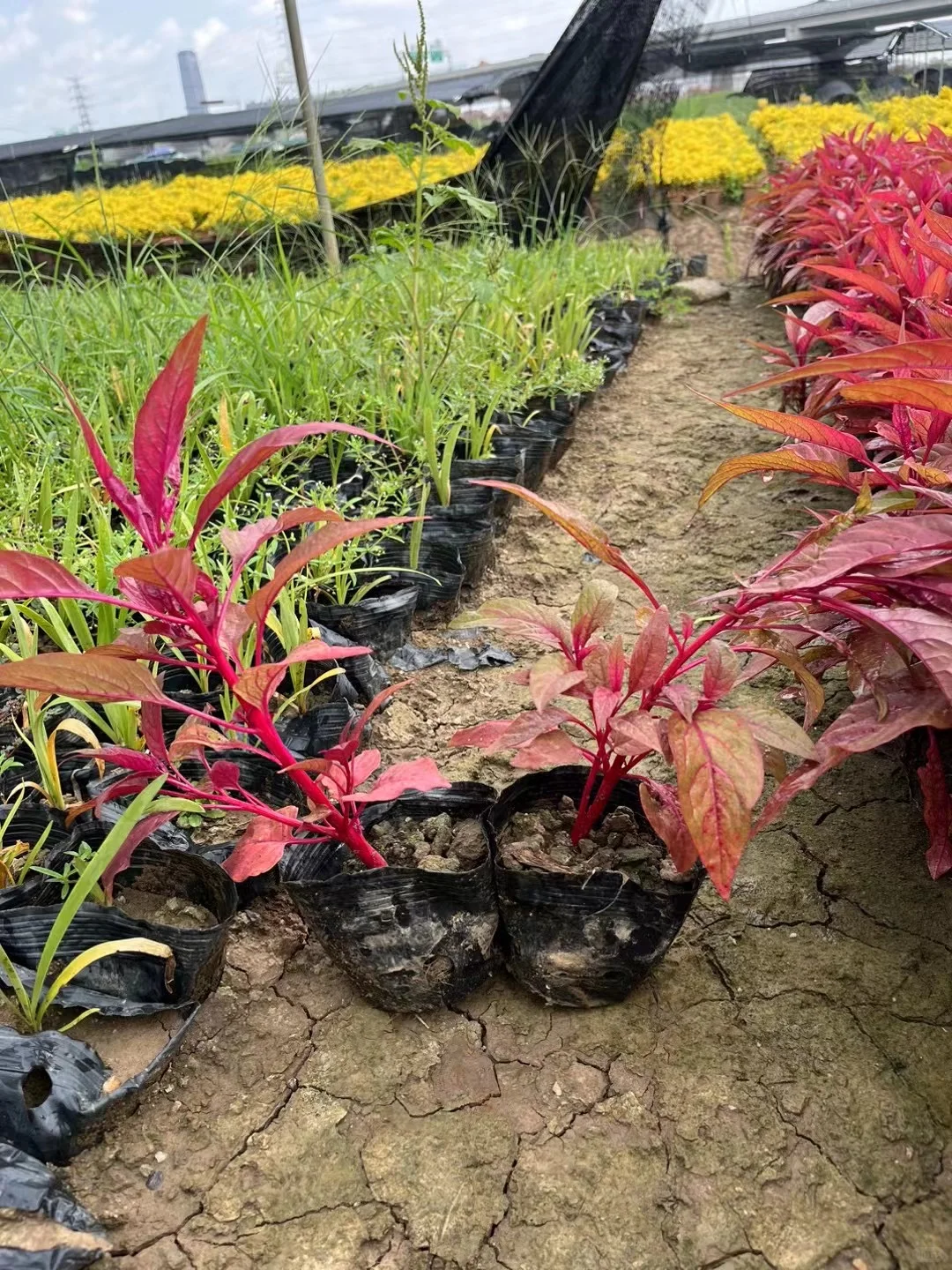 中山自家市政苗木基地，量大价优