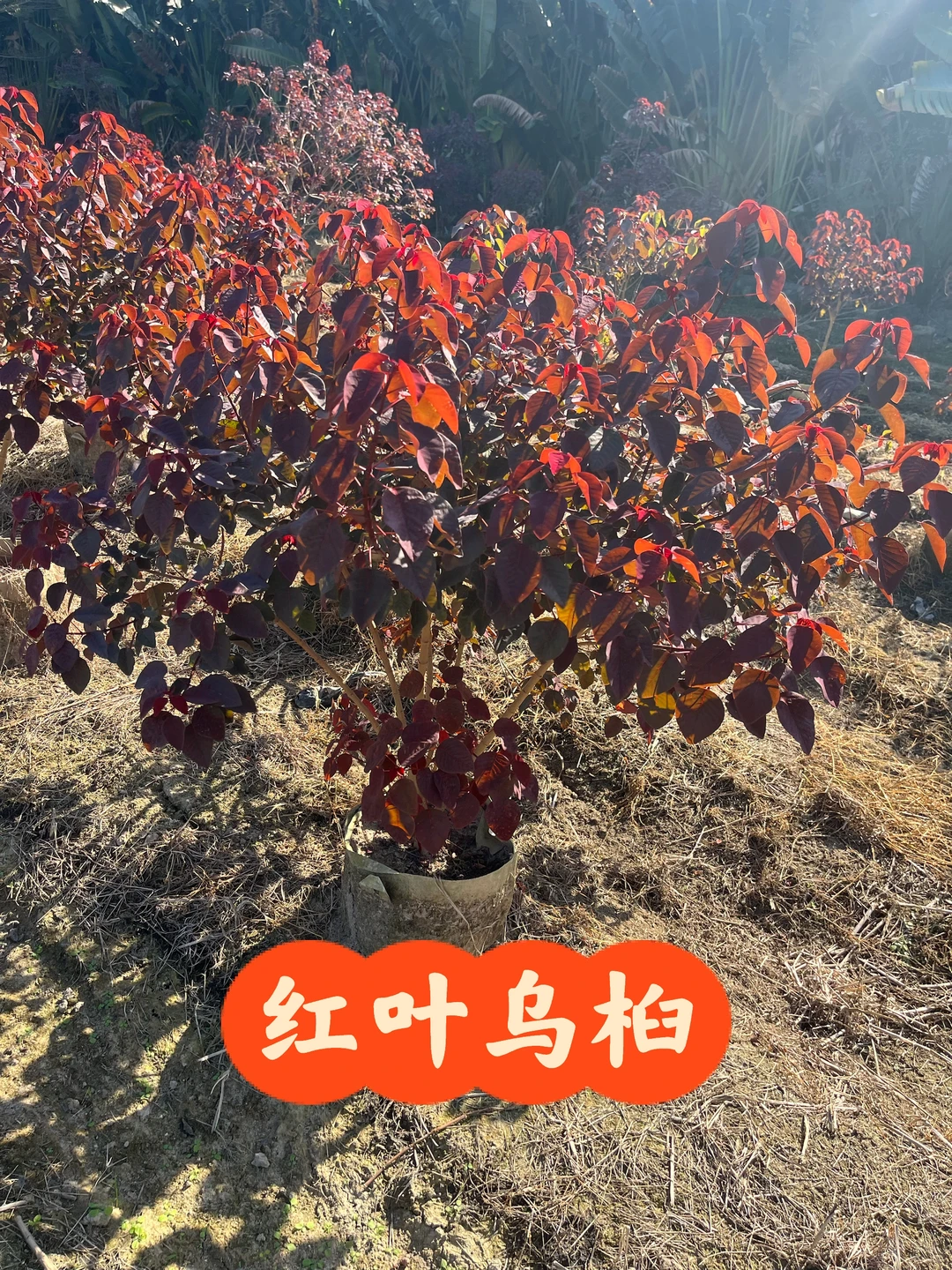 ?被这片“红叶宝藏”狠狠拿捏了！