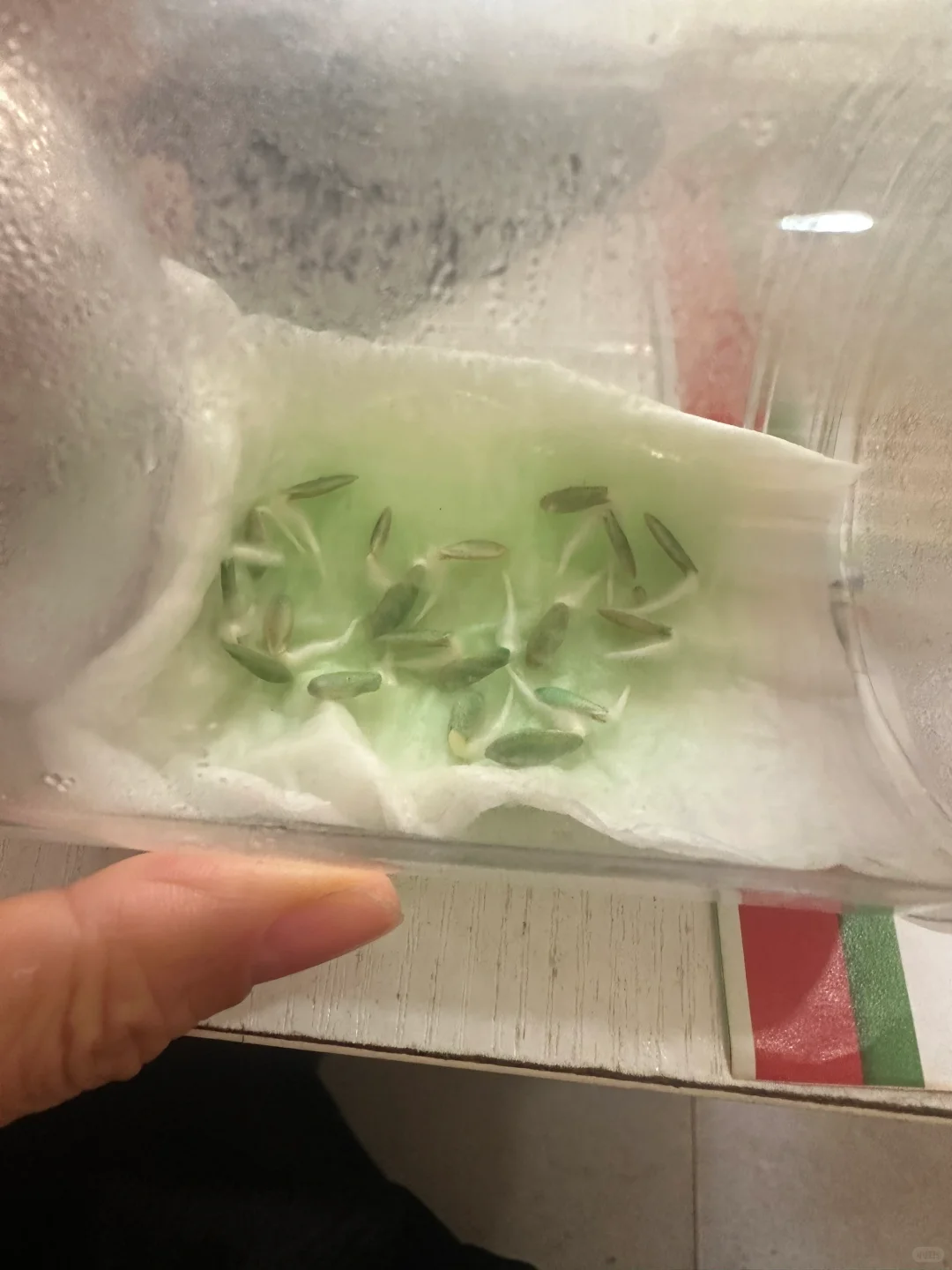 做种子行业，最悲哀的事情还是来了！