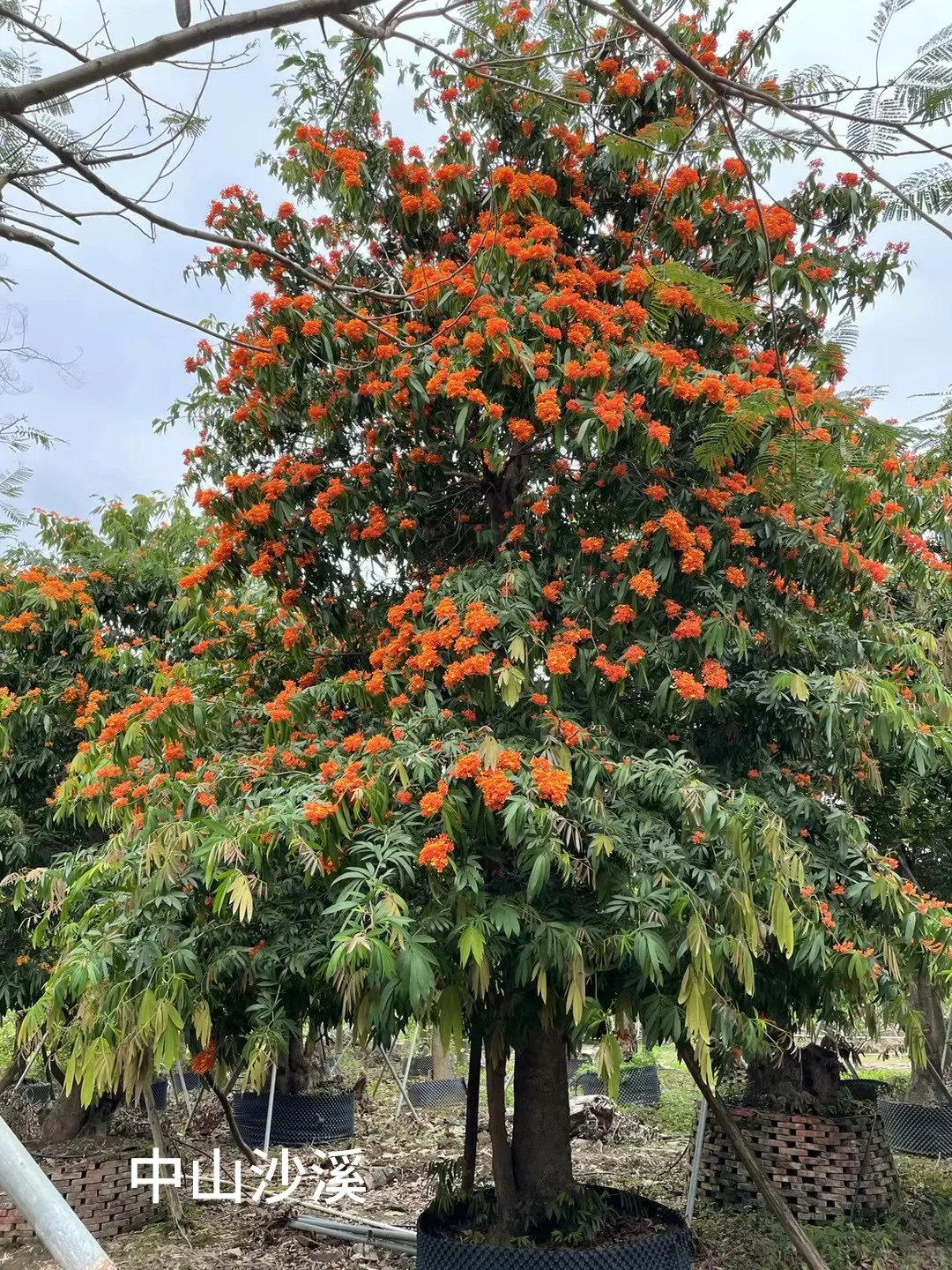 ?【中山园林树苗清仓大甩卖！捡漏速来！！！】