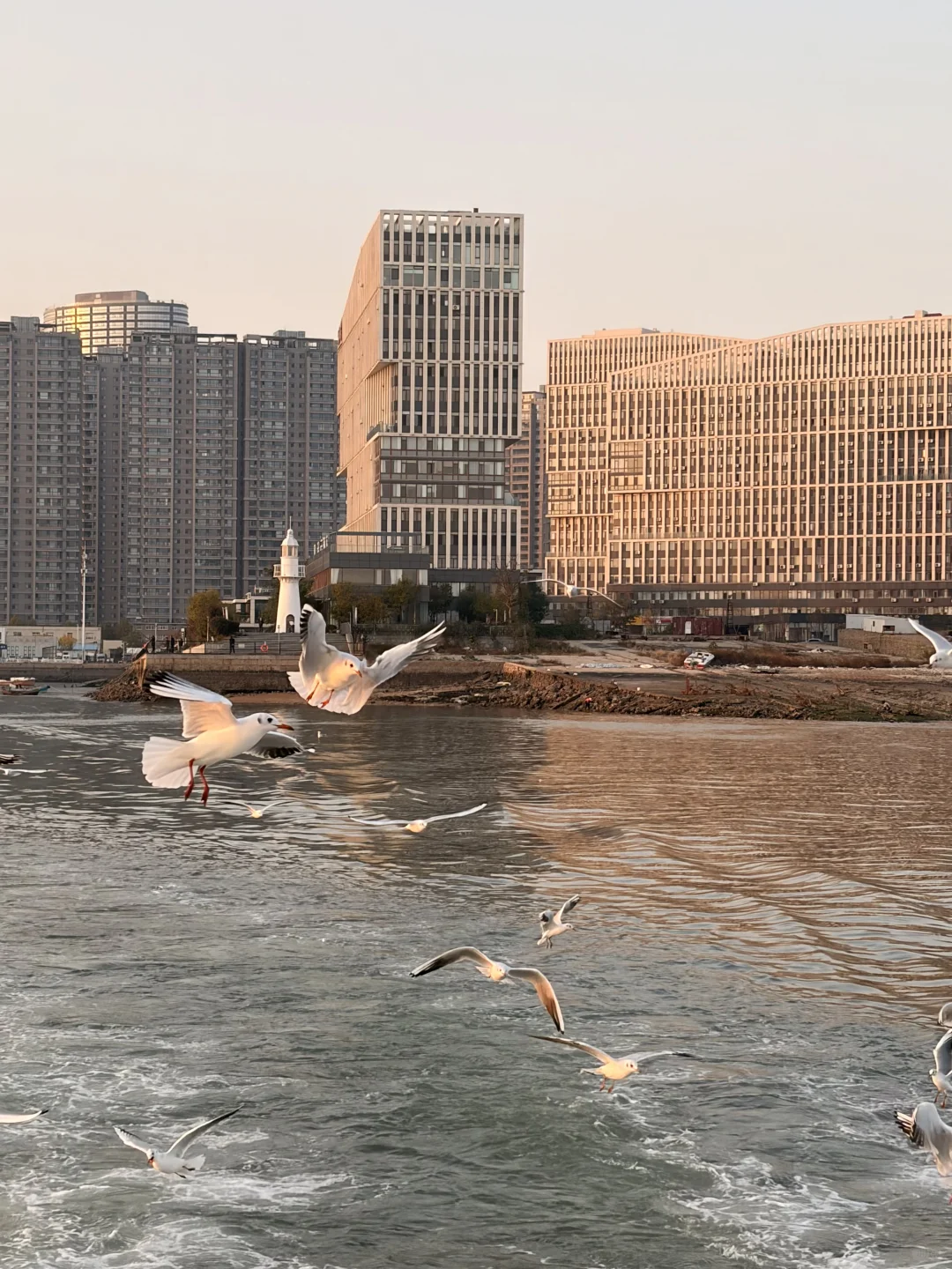 唐岛湾海鸥亲密指南|这些心机让鸥为你转身