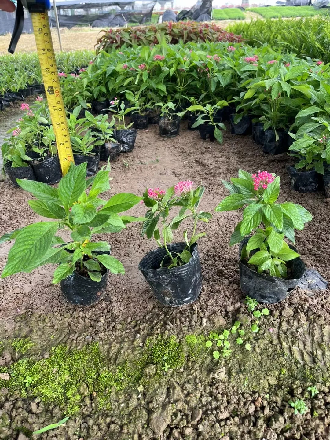 中山自家市政苗木基地，量大价优