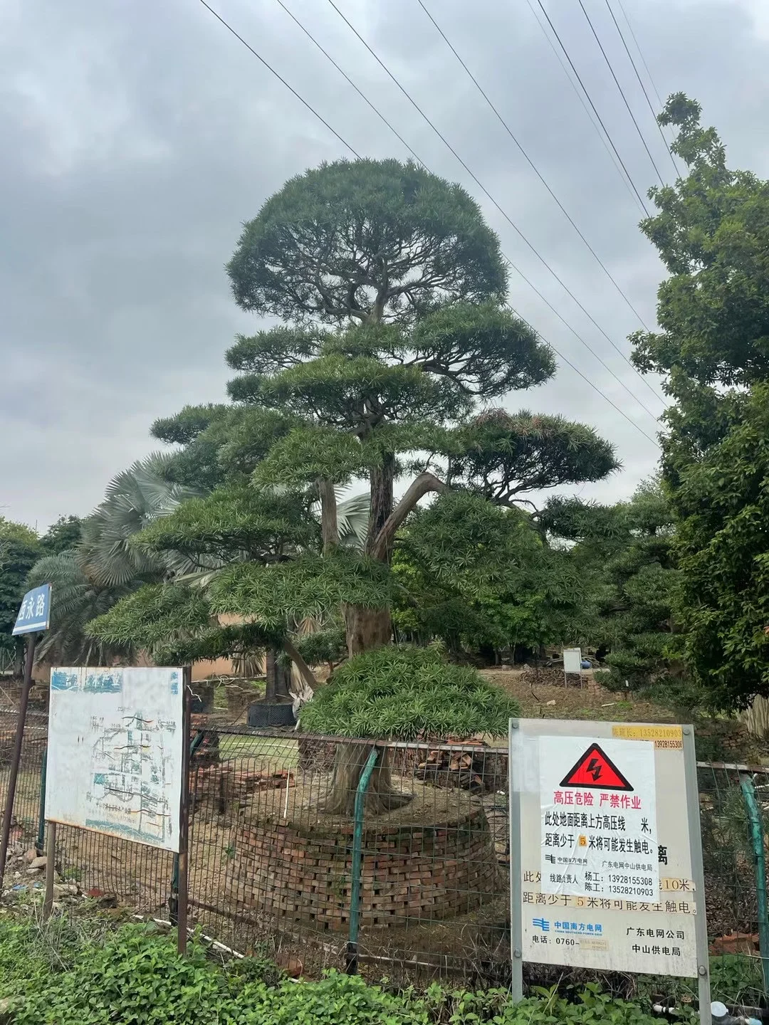 ?【中山园林树苗清仓大甩卖！捡漏速来！！！】