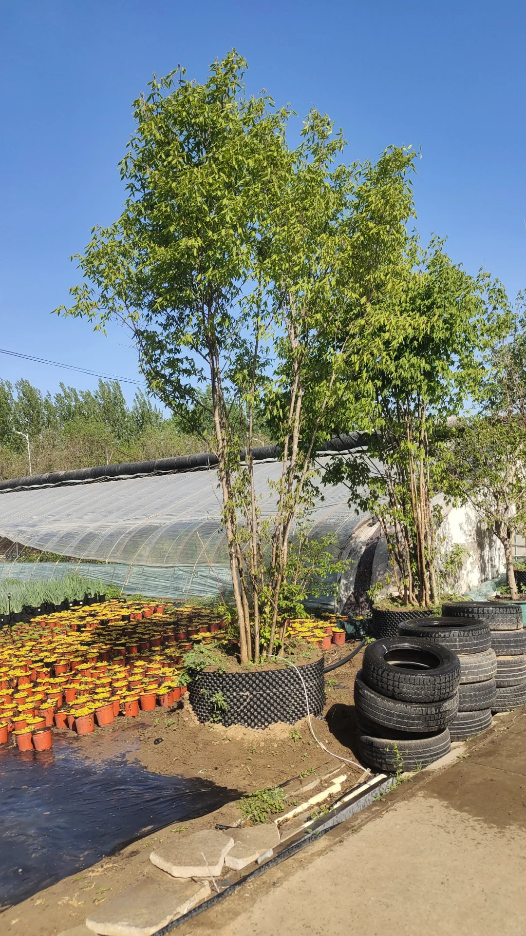 是不是很好看，你的花园里是不是少一棵