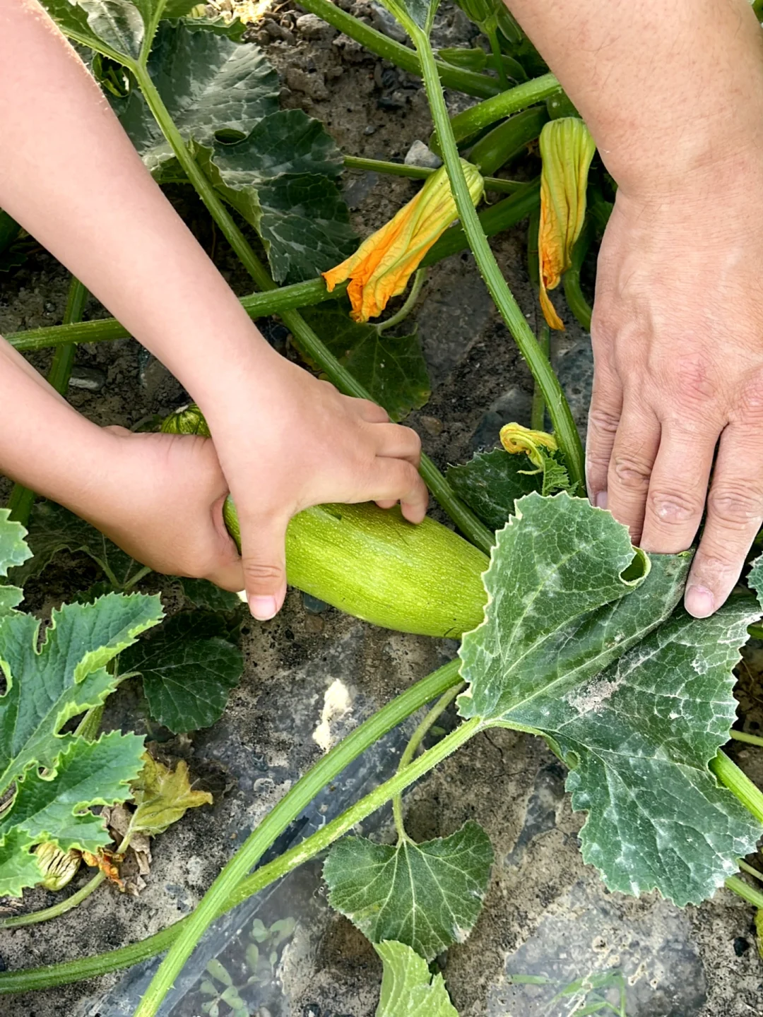 ?自驾30分钟！带娃采摘的好地方又被我发现