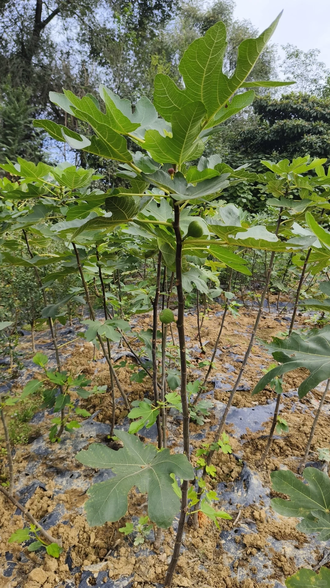 提供各种新品种果树苗总有一种适合您