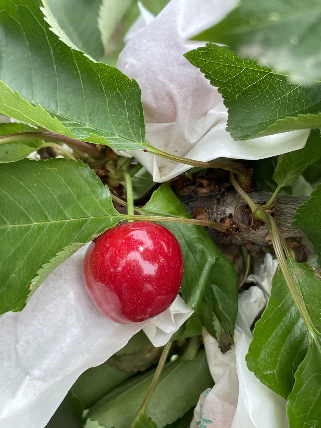 我就不理解 那些卖假车厘子树苗的良心何在