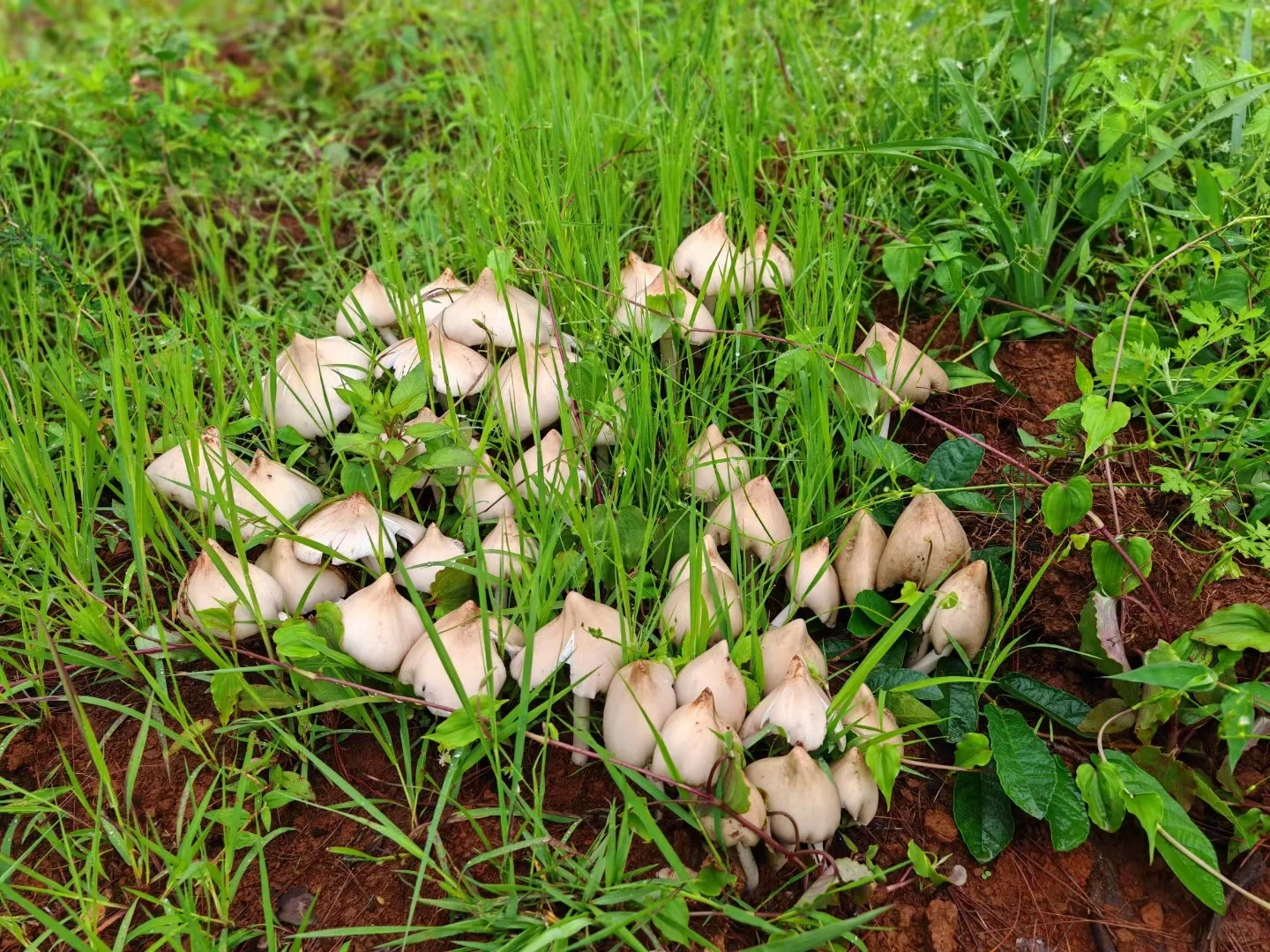 这些年种植菌类的心酸与苦辣,只有其中人懂