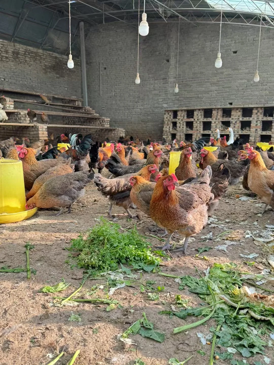 这里是超级大的有机蔬菜大棚?