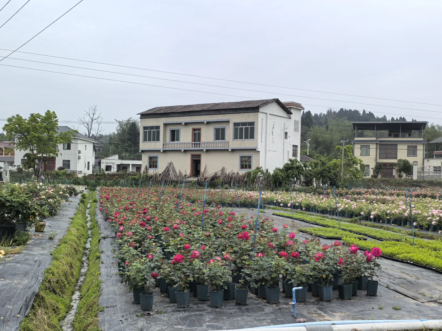 各种绣球、月季